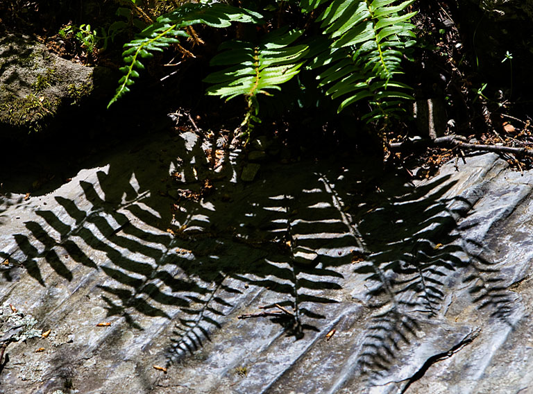 Fern shadows rcc